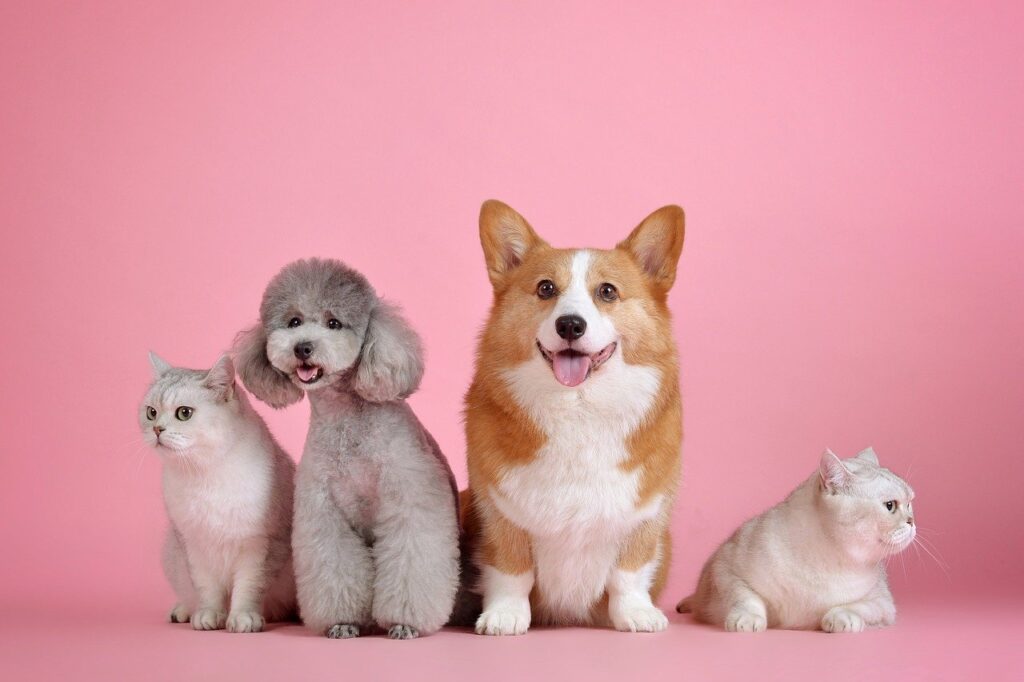 ピンク色の背景に並ぶかわいい子犬たち