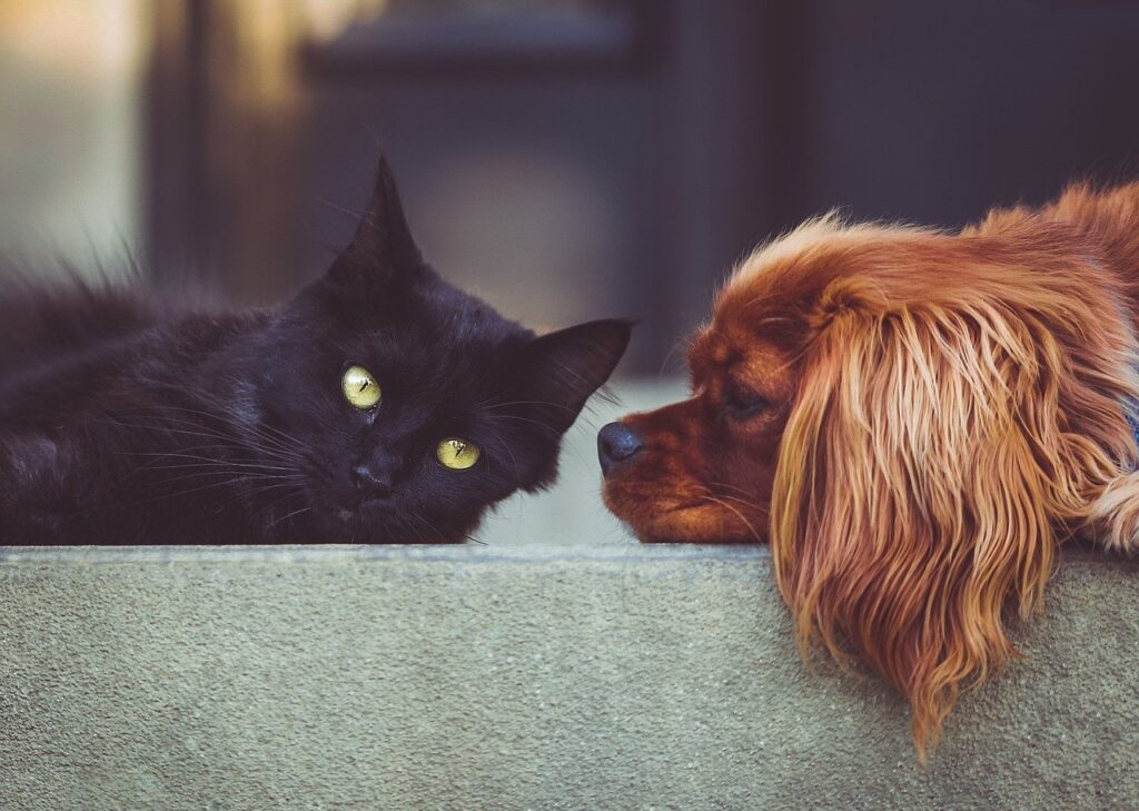 見つめあう黒猫と茶色の犬
