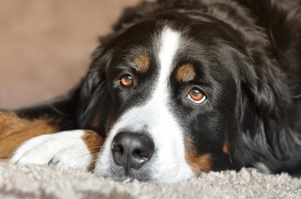 こちらを見つめる大きな犬