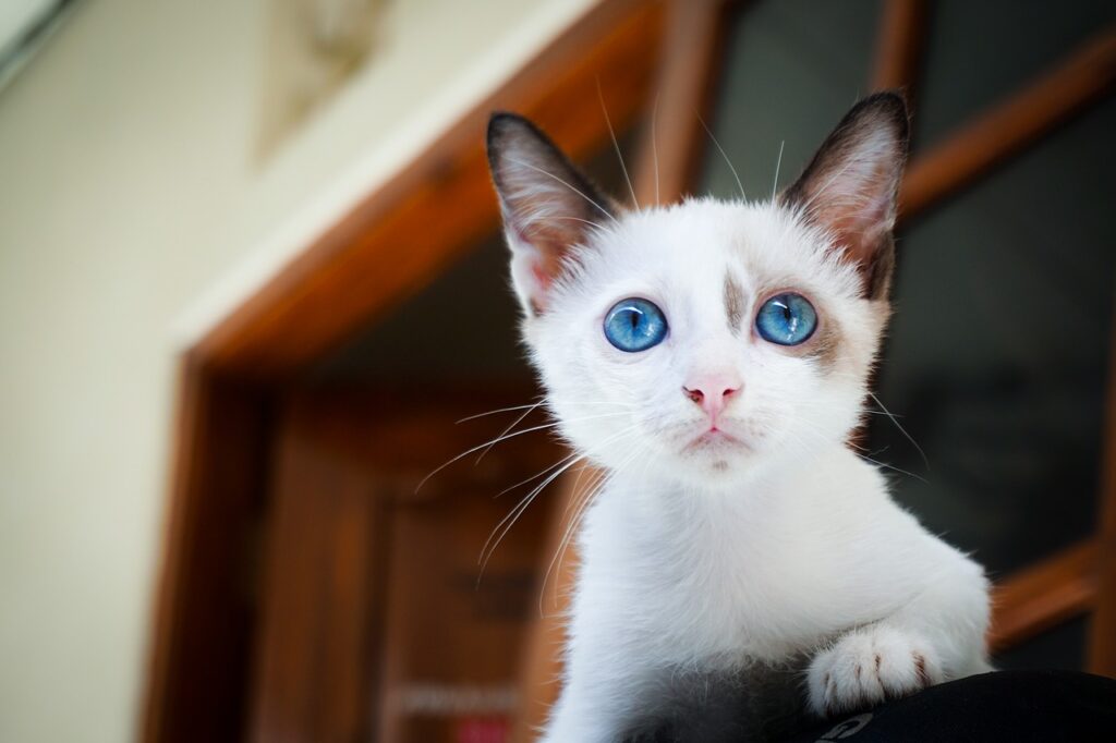 何かを発見した白い子猫