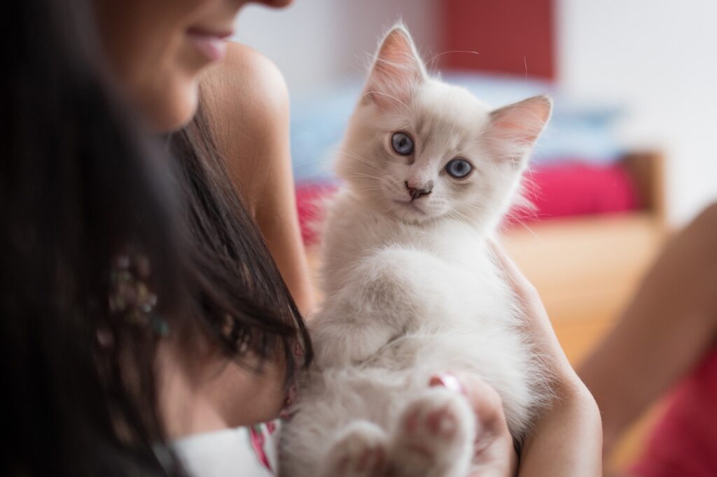 女性にだっこされる白い仔猫