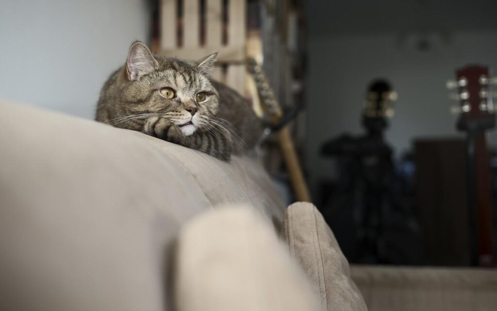 ソファの上から眺める猫