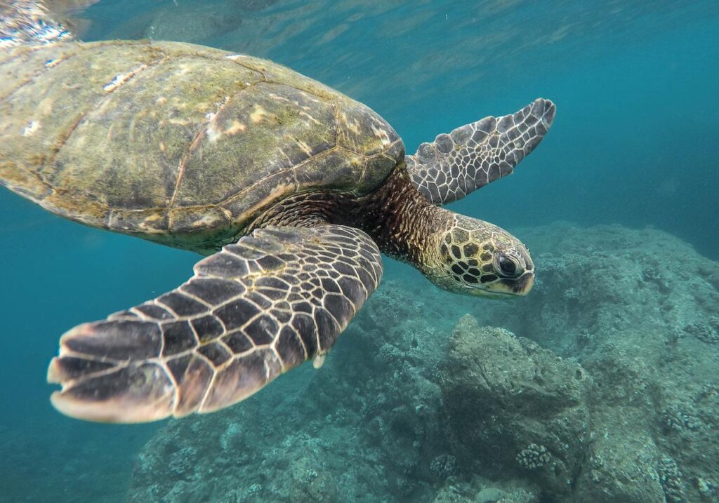 ウミガメ30匹が瀕死状態で発見 不審な傷跡は人間によるもの 事件の経緯や原因などまとめ よもやまばなし
