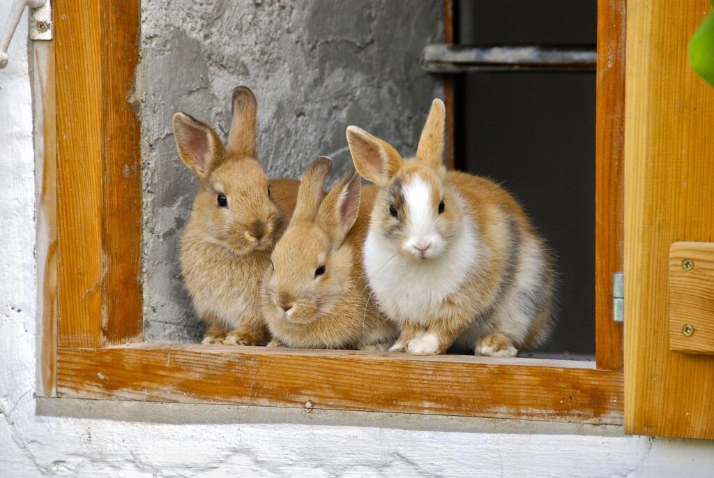 窓から外をのぞく３羽のウサギ