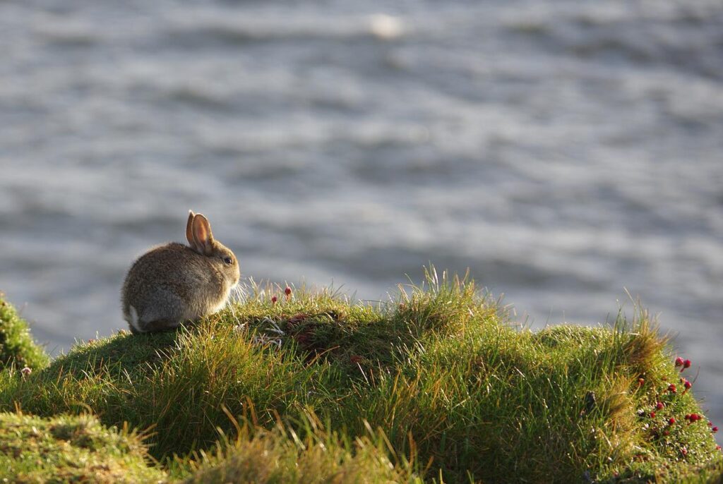 崖から海を眺める仔ウサギ