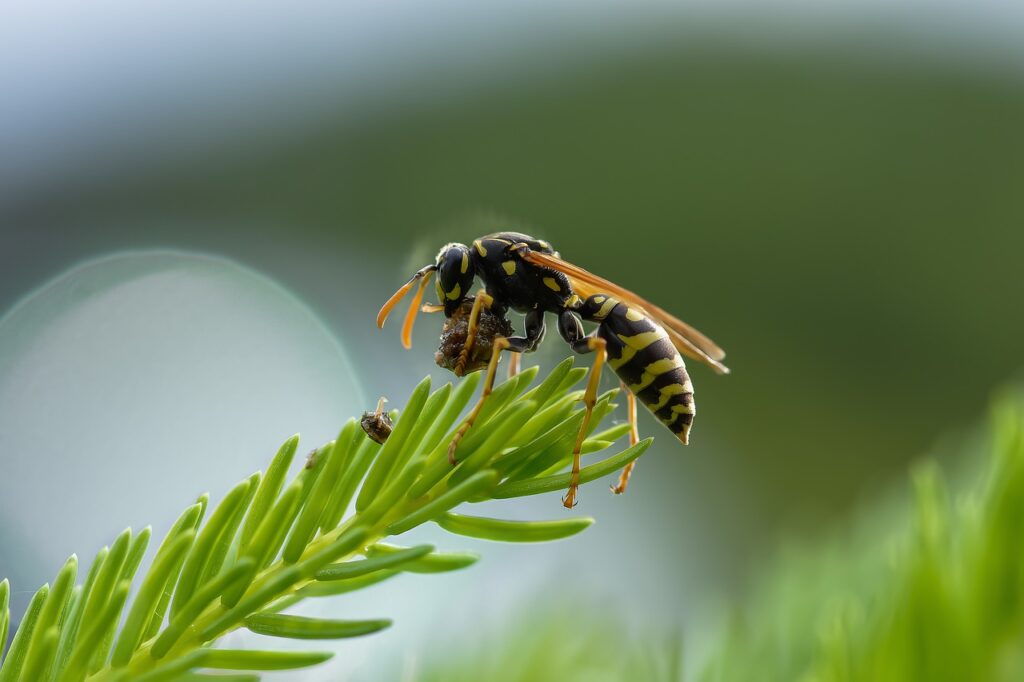 草の先にとまるスズメバチ