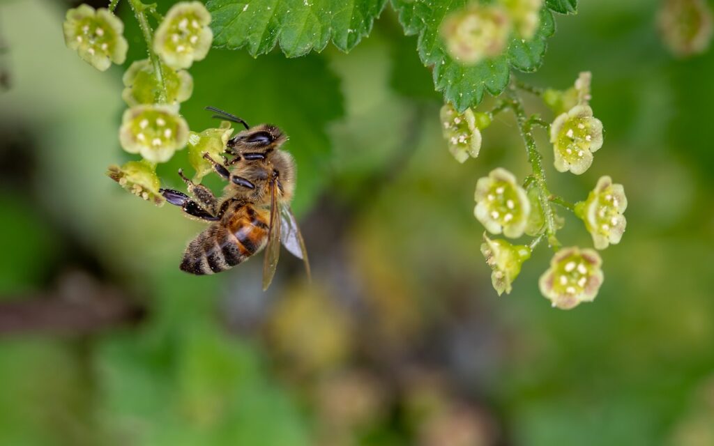 ぶら下がるお花の花粉を回収するミツバチ