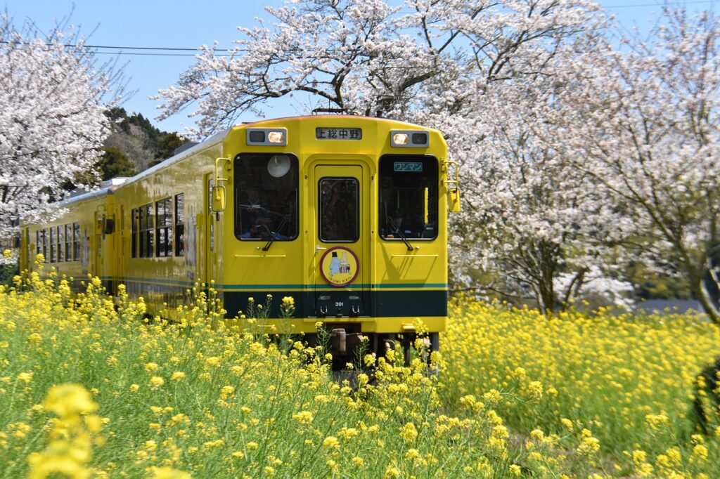 桜を背景に菜の花畑を走り抜ける黄色い電車