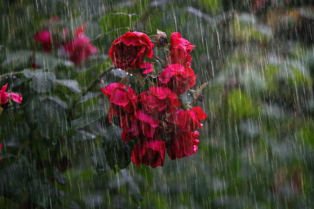 大雨にうなだれる赤バラ